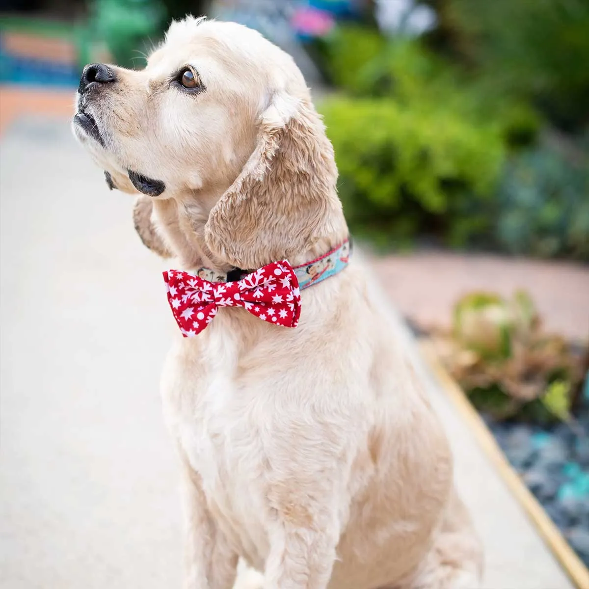 Snowflake Collar Bow Tie