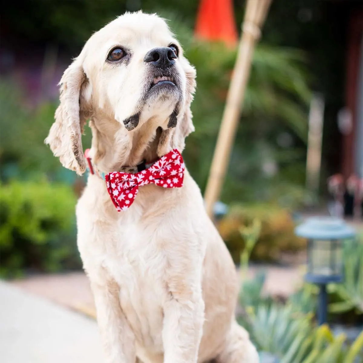 Snowflake Collar Bow Tie