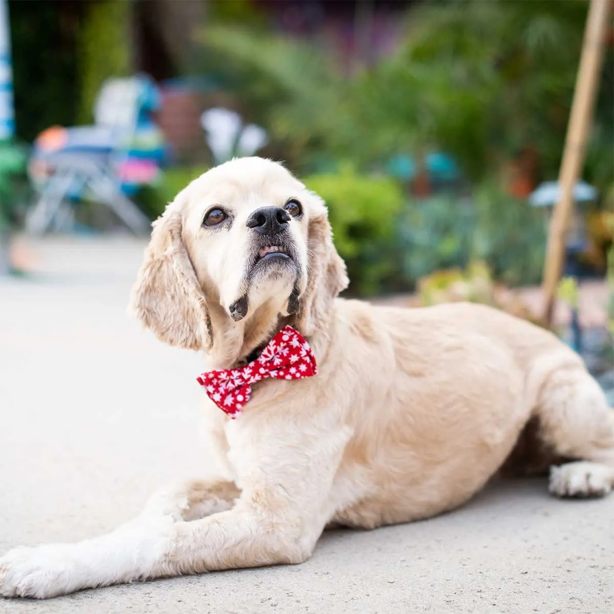 Snowflake Collar Bow Tie