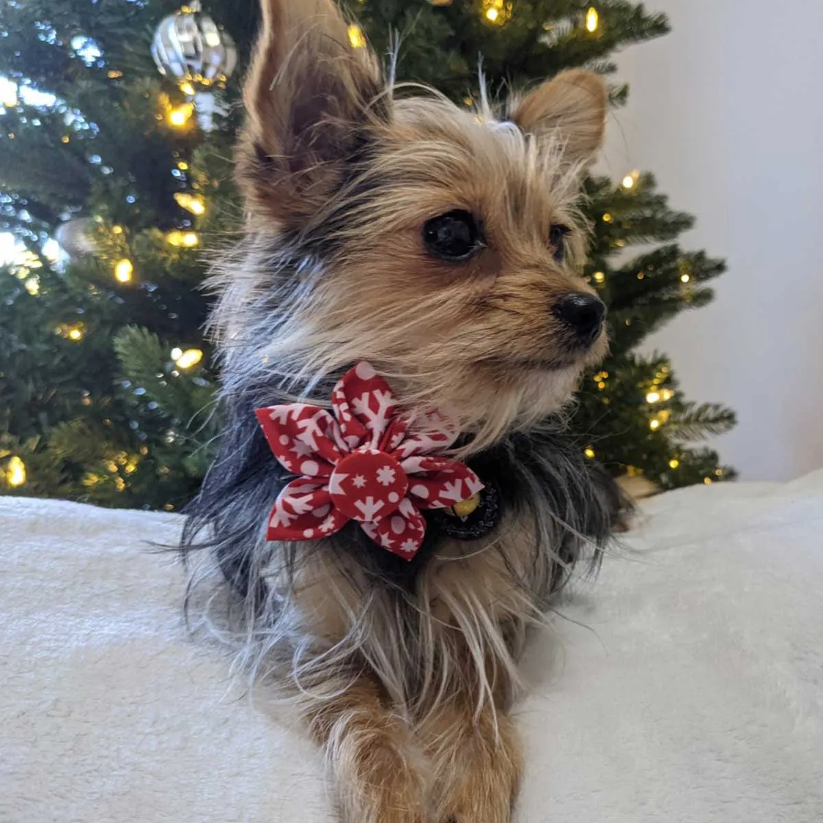 Snowflake Collar Flower